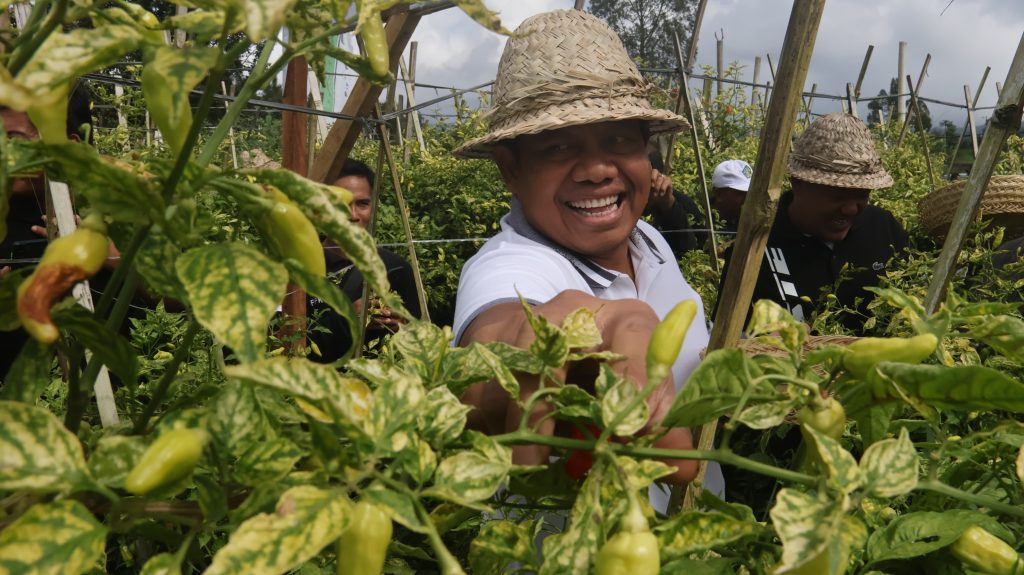 Panen Cabai dan Bawang di Desa Songan B, Pj. Gubernur Bali Ucapkan Terimakasih Kepada Para Petani